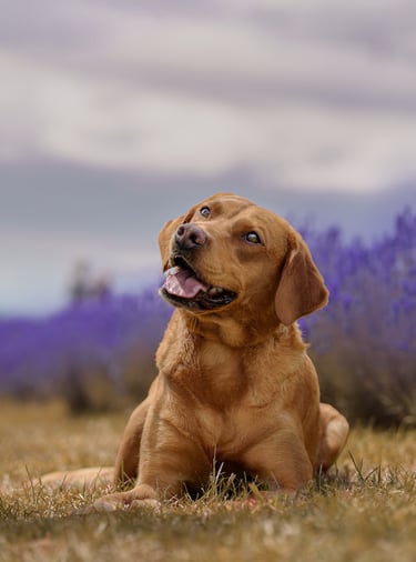 Red Labrador staring up to the sky in a lavender field