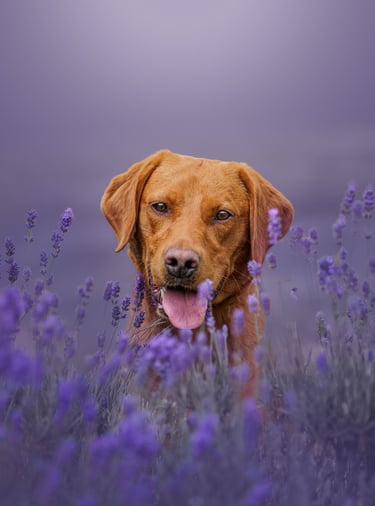 A red Labrador posing in the lavender in yorkshire