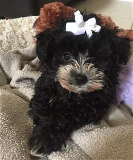 black-maltipoo-dog