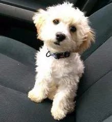 maltipoo-7-months