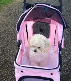 maltipoo puppy in a dog carrier