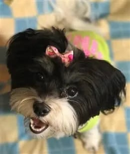 maltipoo-dog-looking-up