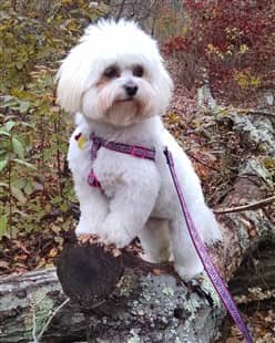 white maltipoo dog in the woods