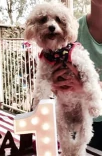 maltipoo first birthday