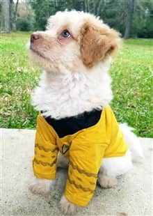 white maltipoo puppy stitting outsite wearing a black and yellow hoodie