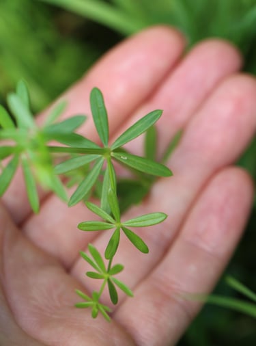 Entdecke die Vorteile von Wiesenlabkraut – Ein vielseitiges Wildkraut