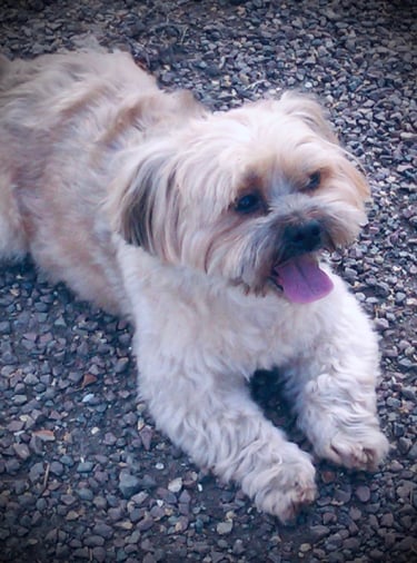 Educateur canin à Arras