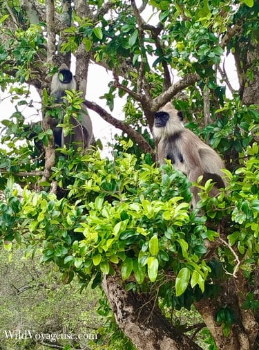 Duo de langurs gris sur le site archéologique de Polonnaruwa