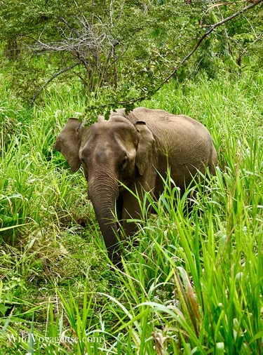 Elephant rencontré à Hurulu ECO Park à Sigiriya