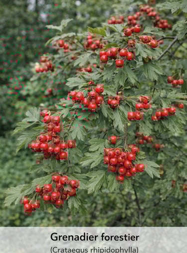 grenadier forestier arbuste decoratif environnement naturel lotissement Belbeuf