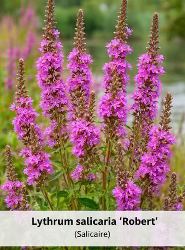 lythrum salicaria fleur des zones humides bassin paysager lotissement Belbeuf
