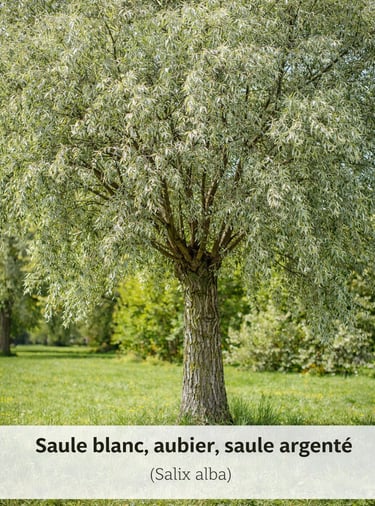 saule arbre paysager proche bassin naturel lotissement Belbeuf