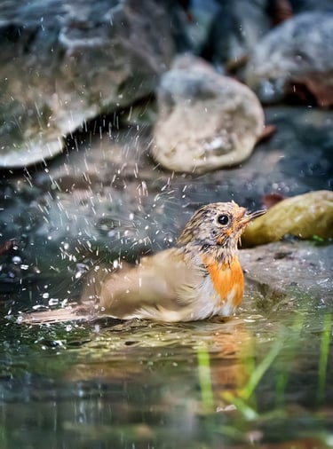 Junges Rotkehlchen badet im Teich, Wasser spritzt auf.