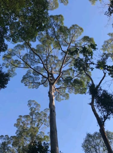 a tall tree in the middle of a forest