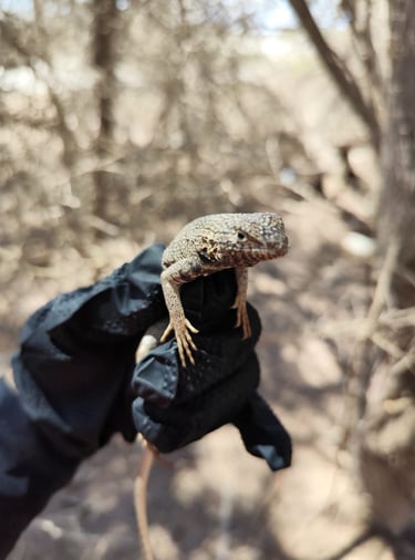 Rescate y relocalización de reptiles