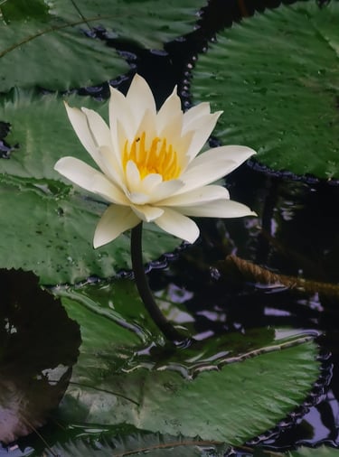 A blooming white water lily with a yellow center floating among green lily pads in a garden . Bali