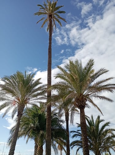 a group of palm trees in a sunny day