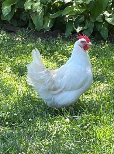 White dorking