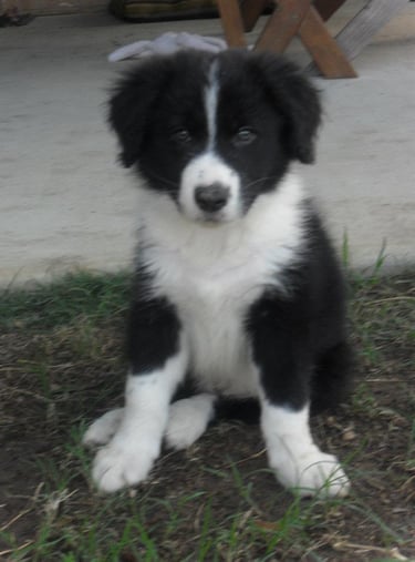 black and white border collie puppy 