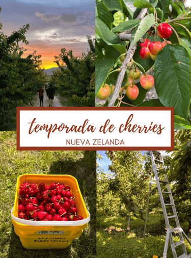 Trabajar en la temporada de cherries en Nueva Zelanda 