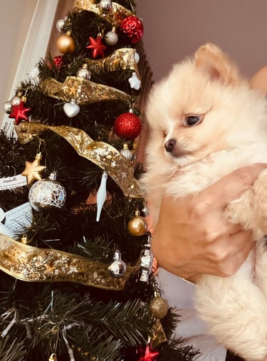 cachorro pomerania buenos aires