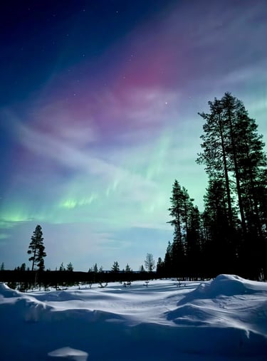 a bright green and pink aurora in a snowy forest