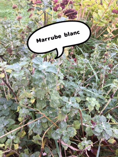 remède contre la toux le marrube blanc