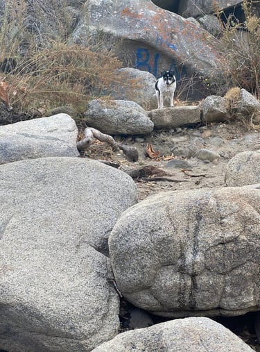 Even Little Gigi was welcomed at Isabella Hot Springs