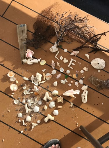 I love Finding Shells on Turks and Caicos