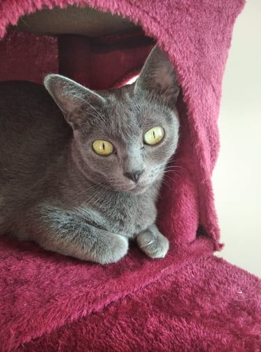 Gata Korat en el ärbol rojo