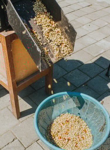 Freshly harvested green coffee beans falling from a processing chute into a blue plastic basket.