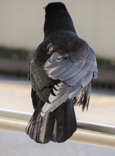 Corbeau posé sur le balcon d'un immeuble