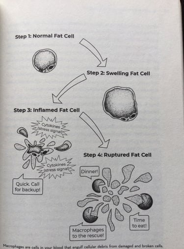 Extra fat cells swelling and breaking.