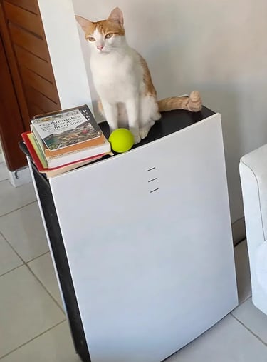 Gato alergia asma primavera y Purificador blueair pro L