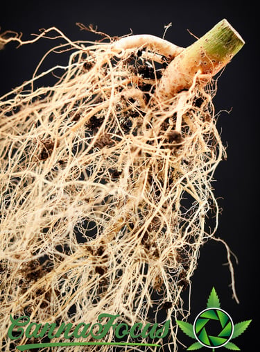 Diese Makroaufnahmen dokumentieren das finale Stadium des Wurzelsystems von Northern Light Auto, Royal Queen Seeds