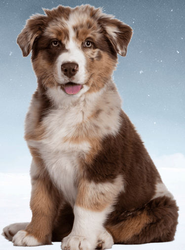 Célébrer la mémoire de votre animal de compagnie, en lui rendant un dernier hommage