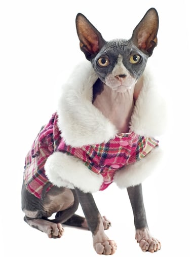 Gato esfinge sin pelo con un abrigo de invierno a cuadros rosas con ribete de piel sintética blanca.