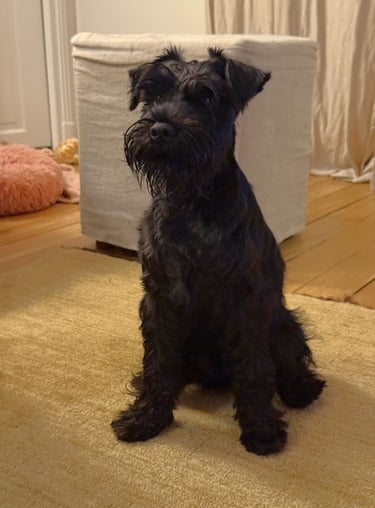 Altesse Violette des Diamants Noirs d'Also