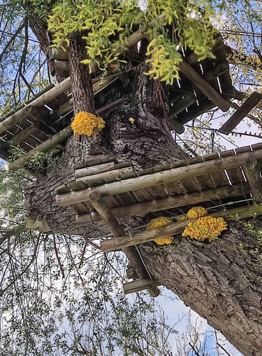 Polypore soufré sur saules