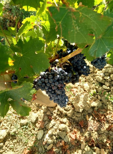 Red grapes ready to harvest