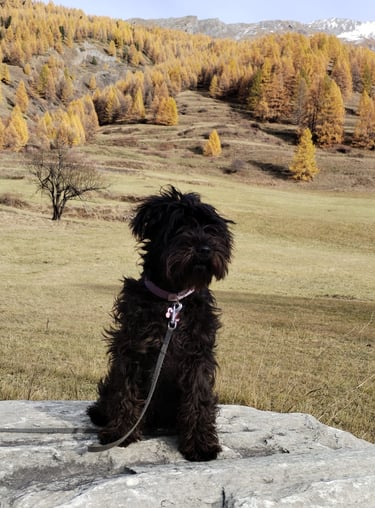 Ava des Diamants Noirs d'Also