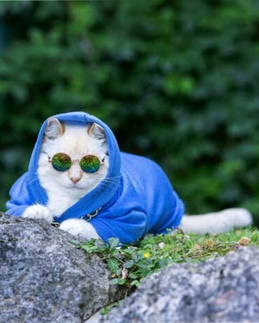Un gato blanco con una sudadera con capucha azul y gafas de sol sobre una piedra al aire libre