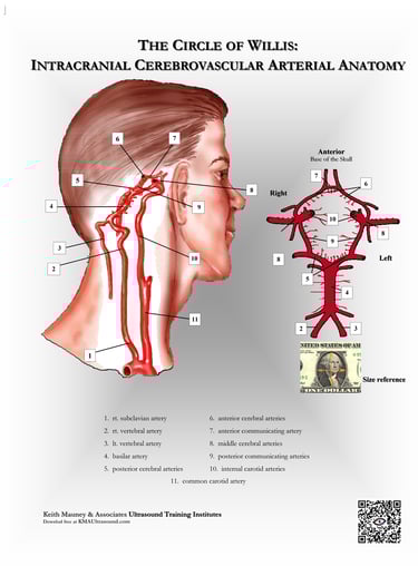 The brain- Circle of Willis anatomy chart.