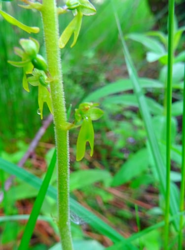 Listera ovata en sous bois humide