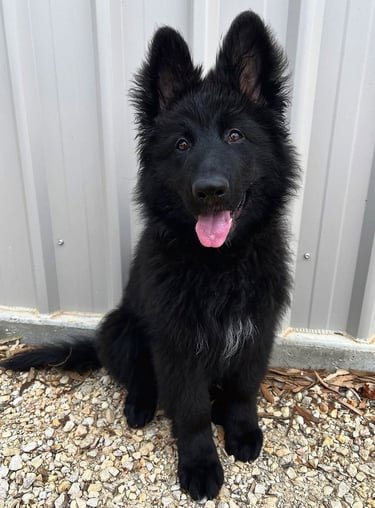 Dogs & Puppies for sale SA - South Africa