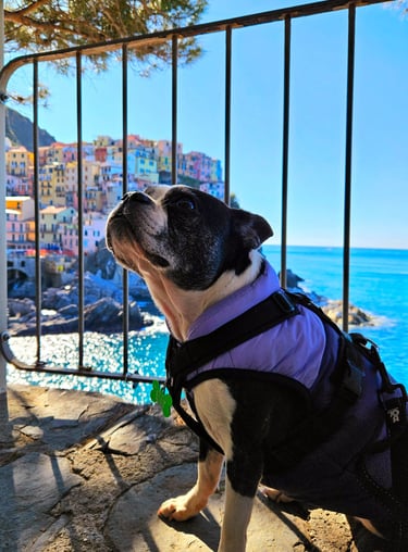 Yoki overlooking the coloured buildings of Manarola.