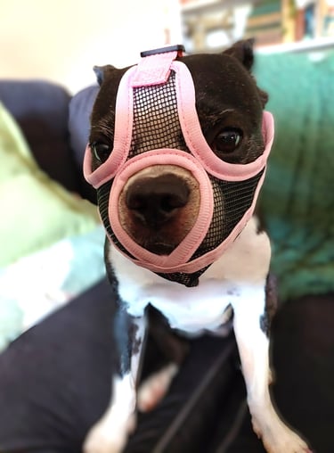 Yoki modelling the mesh face muzzle in pink.