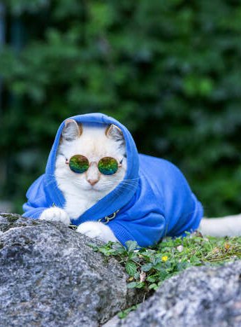 Gato blanco con gafas de sol y sudadera azul.