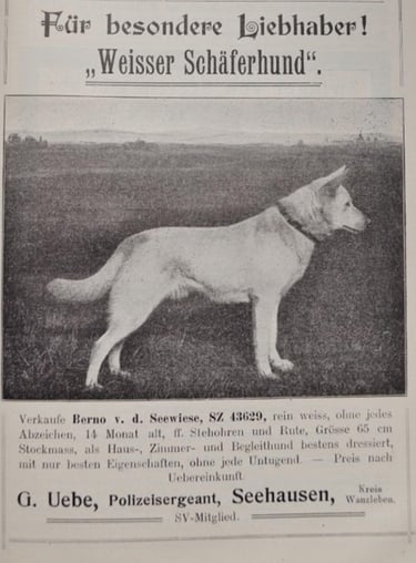 histoire du berger blanc suisse Berno v.d. Seewiese