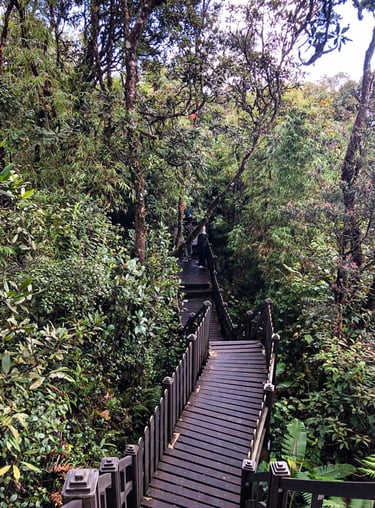 Mossy forest Cameron Highlands